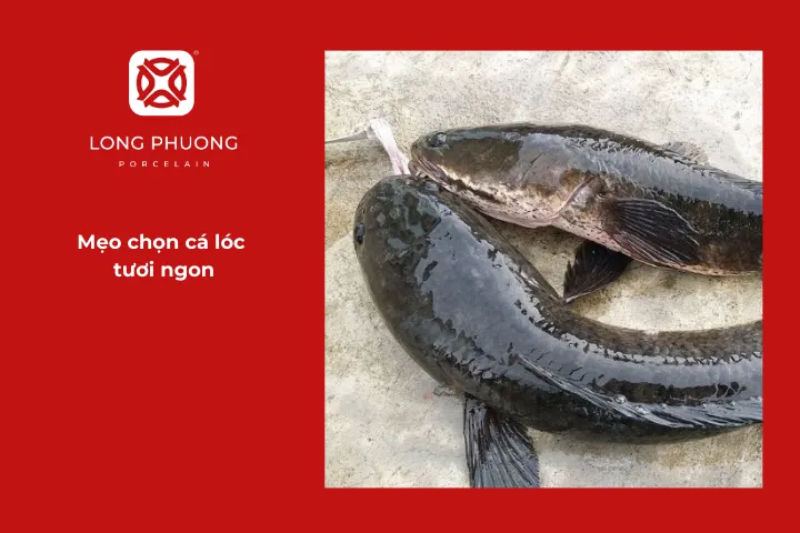 Một con cá lóc ngon thường có kích thước vừa phải