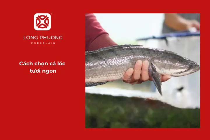 Nên chọn mua cá lóc đồng thay vì cá nuôi