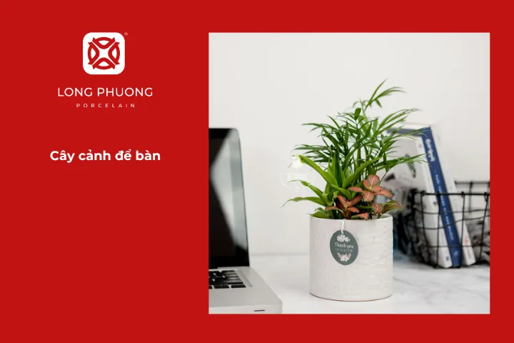 Cây xanh không chỉ thanh lọc không khí mà còn mang ý nghĩa phong thủy tốt lành