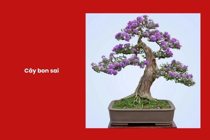 Cây bonsai để bàn phong thủy dịp Tết