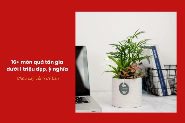 Chậu cây cảnh để bàn phong thủy