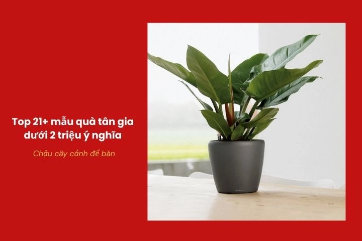 Chậu cây để bàn mang ý nghĩa phong thủy cho nhà mới