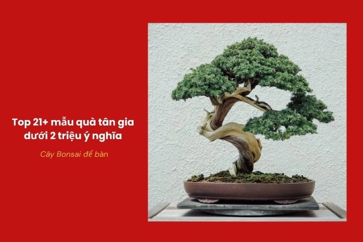 Cây Bonsai mini mang tài lộc và sinh khí cho nhà mới