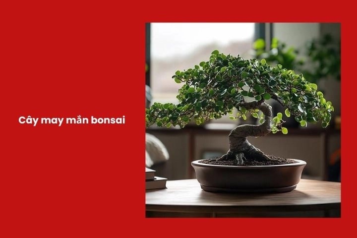 Cây bonsai phong thủy giúp tăng năng lượng tích cực
