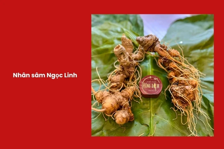 Nhân sâm Ngọc Linh đặc sản quý