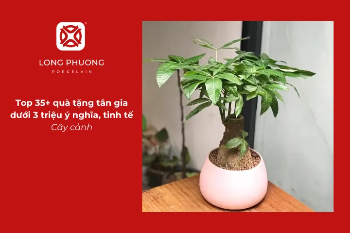 Chậu cây xanh là món quà tân gia mang hơi thở thiên nhiên giúp không gian thêm tươi mát